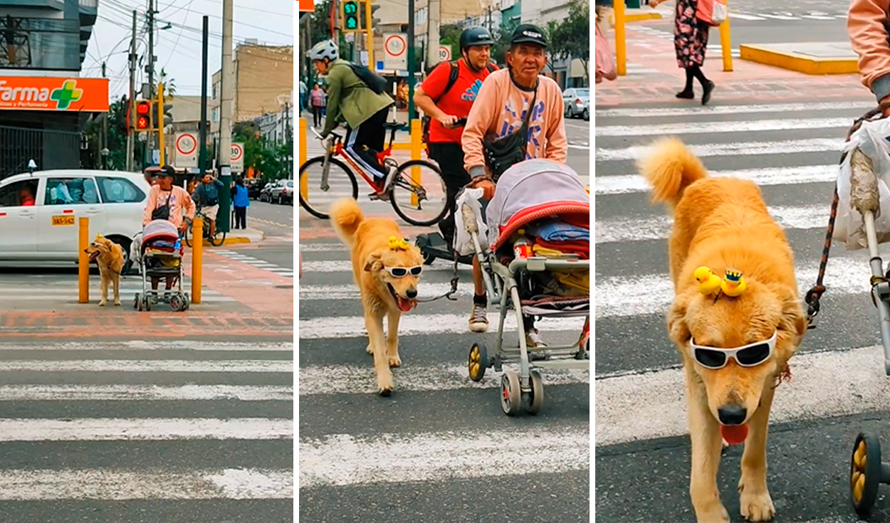 TikTok viral Perrito causa sensación al lucir patitos amarillos y