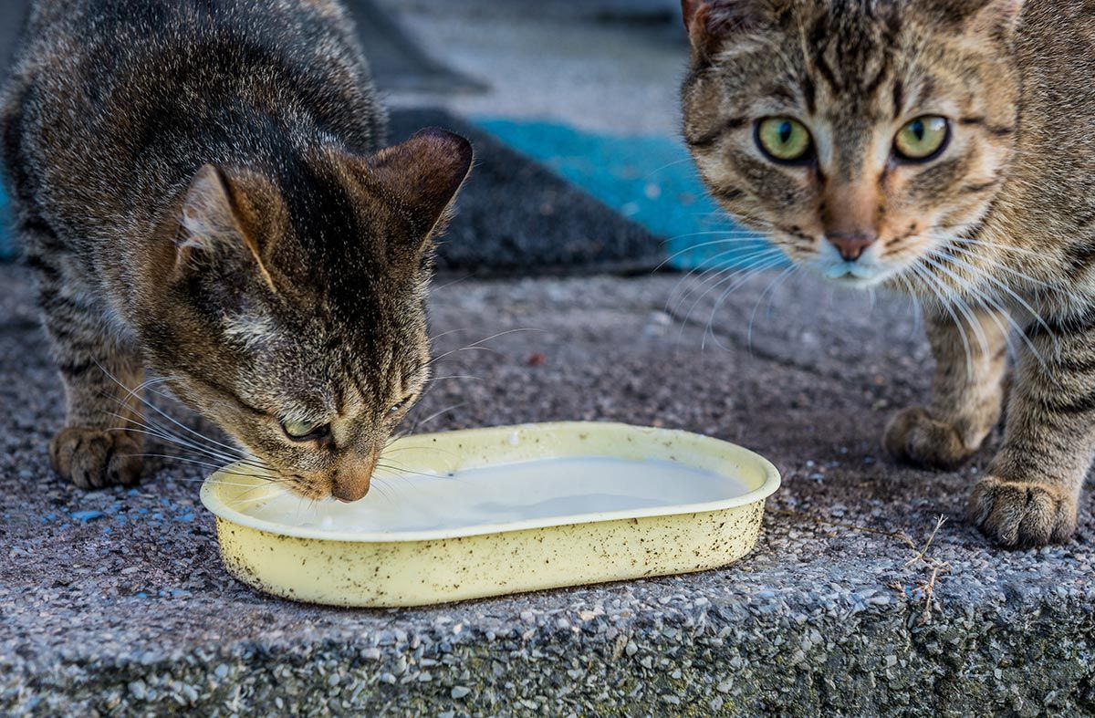 que pasa si mi gato come comida para perros